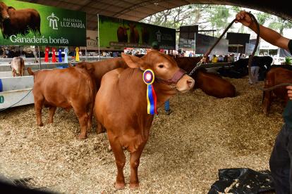 Feria. Uno de los ejemplares premiado en Durán.