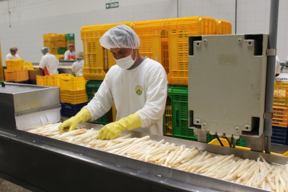 Empresa. Una agroindustria de Perú procesa dando valor agregado a los espárragos para exportarlos.
