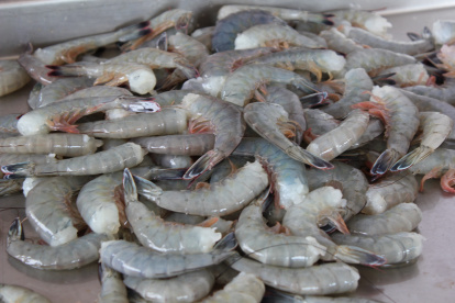 Producto. El camarón es uno de los principales alimentos que Ecuador exporta a Estados Unidos.