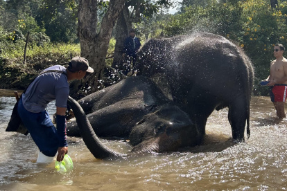 Unos turistas aparecen bañándose junto a elefantes en Chiang Mai.