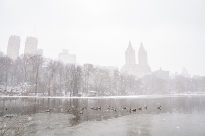 Patos durante una nevada este lunes, en el Central Park de Nueva York.