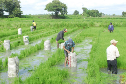 Labor. Un grupo de agricultores en el cultivo de arroz.