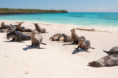 Referencial. Galápagos se encuentra en el segundo destino más destacado para este 2025, según NYT