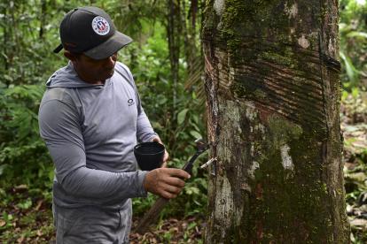 Producción. Valcir Rodrigues, de 51 años, extrae caucho de un árbol de hevea (Hevea brasiliensis).