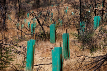 Vista de pequeños árboles protegidos con cartón plástico durante la reforestación de un área afectada por el incendio forestal de febrero pasado en el Jardín Botánico de Viña del Mar, Chile.
