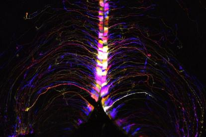 En la imágen, células cerebrales, llamadas tanicitos, iluminadas y codificadas por colores según su profundidad en el hipotálamo cerebral de un ratón. Son uno de los tipos de células del cerebro de ratón que muestran un gran número de transcripciones genéticas que cambian con la edad. Fotografía facilitada por el Instituto Allen (Estados Unidos). EFE