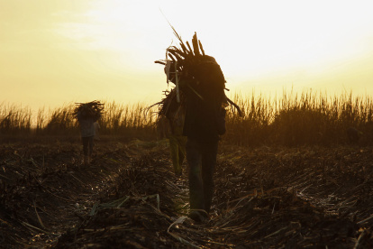 Fotografía de archivo f, que muestra a un grupo de granjeros mientras recolectan azúcar de caña en una plantación en Diabaly, Malí. EFE/NIC BOTHMA