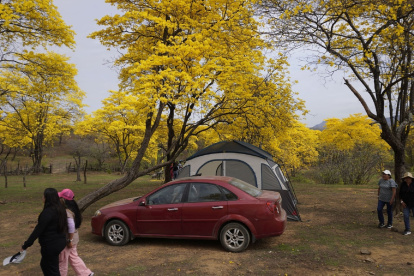 Zapotillo. El florecimiento de guayacanes seduce a turistas de todas las edades. Llegan a ser testigos del momento en el que todo cambia de color.
