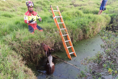 El caballo quedó atrapado en el estanque.