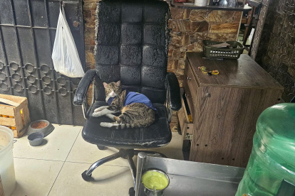 Este es el felino que, acorde al video de ARCSA, era el "guardián y controlador de plagas" del local ahora clausurado.