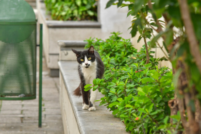 En los panteones existen colonias de gatos.
