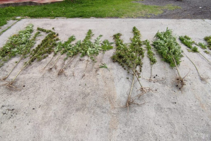 Vivero de marihuana fue hallado por la Policía en el valle de los Chillos
