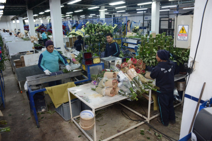 Aumenta la exportación de flores desde Quito para San Valentín: récord en 2025