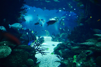 Estas dos especies alcanzaron un punto sin retorno en su adaptación evolutiva.