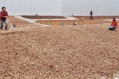 Este 21 de enero de 2024, los agricultores recibían $ 475 por saca.