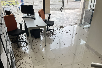 La época lluviosa trae consigo la reaparición de grillos-