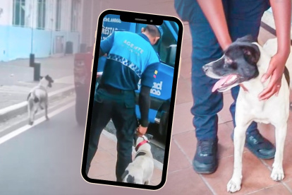 Fotomontaje en el que muestra el rescate del can.