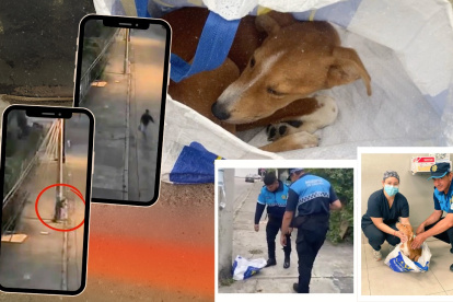 Hecho. El perro fue abandonado en una funda.