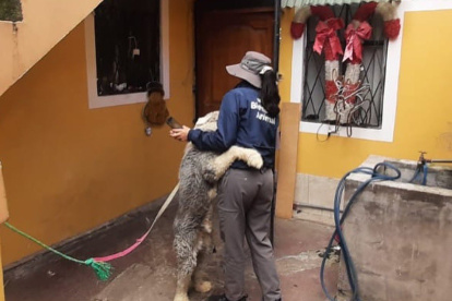 Un perro, aparentemente sordo, vivía amarrado a una columna fue rescatado por personal de la Unidad de Bienestar Animal