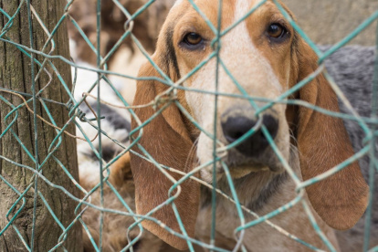 Imagen referencial de maltrato animal.