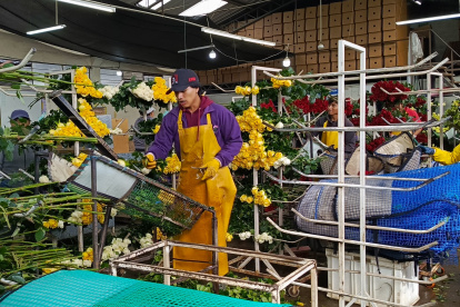 Para enfrentar la temporada de Valentín las florícolas generan fuentes de trabajo.