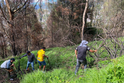 En El Panecillo se limpiaron grandes terrenos y se hizo el mantenimiento de árboles plantados.