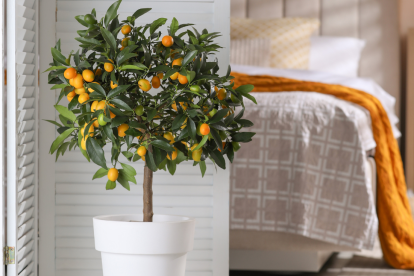 Referencial. Árboles frutales en interiores.