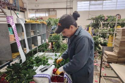 La cosecha de flores se extenderá hasta el próximo 6 de febrero.