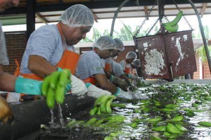 Según cifras del Banco Central del Ecuador (BCE), las exportaciones de banano, hasta noviembre de 2024, sumaron $ 3.474 millones.