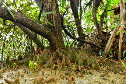 El Heritiera fomes se adaptó a la isla Santay.