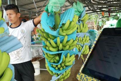 Las exportaciones de banano, hasta noviembre de 2024, sumaron $ 3.474 millones.