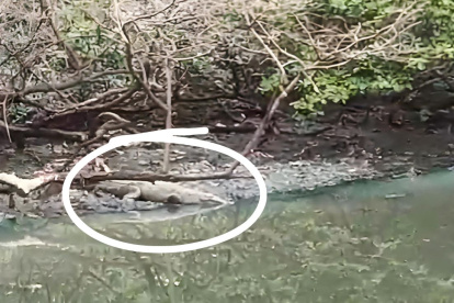 Vecinos de la urbanización captaron al reptil.