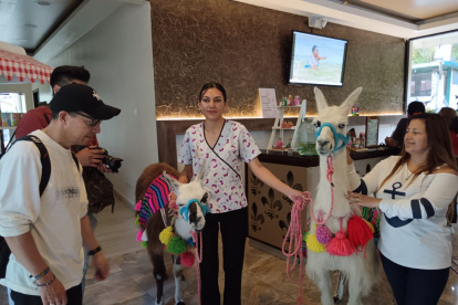 Recorrido. Las llamas acompañan a las personas en las caminatas.