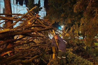 Un gran árbol se partió a la mitad y colapsó en el Parque Calderón, en el centro de Cuenca.