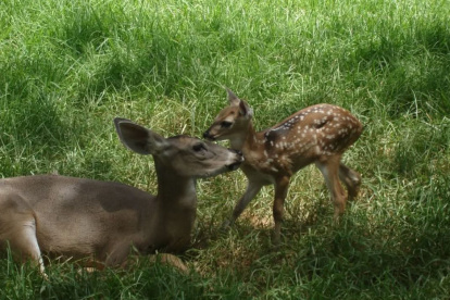 ONG. Zoológico Ecuador protege la fauna andina y brinda un espacio seguro para animales lastimados.