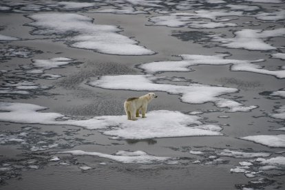 Se ve un oso polar sobre témpanos de hielo en el Canal de la Mancha en el archipiélago de Franz Josef Land el 16 de agosto de 2021.