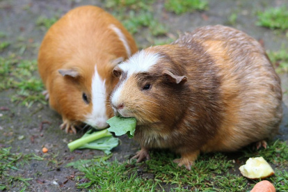 UDLA. Investigación de UDLA advierte del riesgo de comer carne de cuy.
