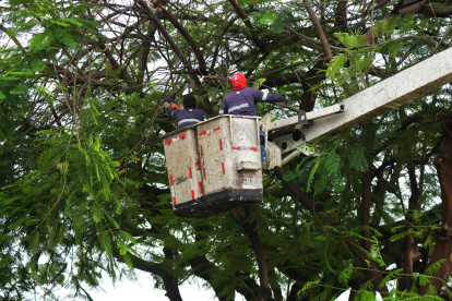 Algunos árboles de parques recibieron mantenimientos