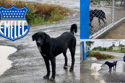 Toro la mascota no oficial de Emelec. Una mascota que no tiene miedo a la lluvia.