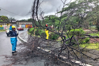 En la avenida Rodríguez Bonín y la avenida Del Bombero se reportó una caída de árbol