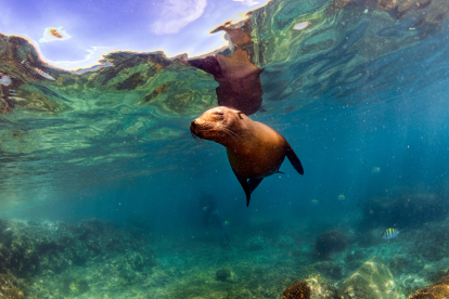 Lobo marino de las Islas Galápagos.