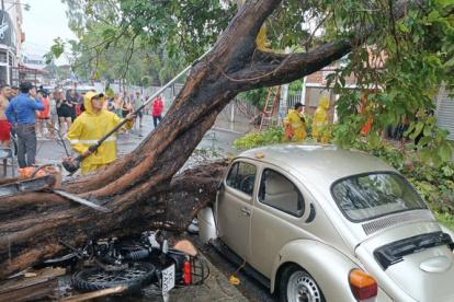 Percance. Un árbol se cayó en sector de Portoviejo, Manabí.