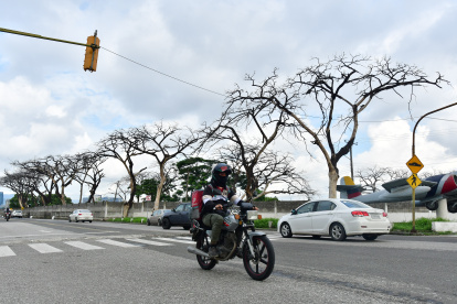 En la ciudadela de la F.A.E, se divisan en fila los árboles muertos.