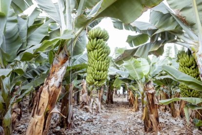 Algunas empresas ecuatorianas podrían verse afectadas por el proteccionismo de Estados Unidos.