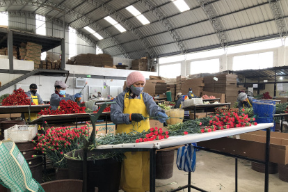 Desde hace tres meses se levantaron las restricciones a la exportación de claveles ecuatorianos.