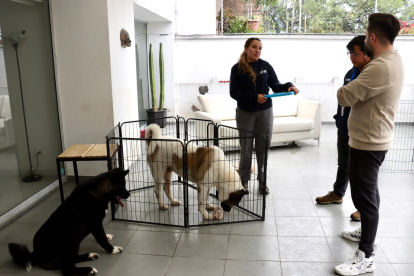 Los perros Luka y Morro sufrieron golpes y utilizaban cadenas de ahogo, según lo denunció la Unidad de Bienestar Animal (UBA)