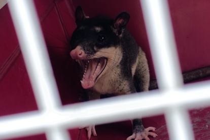 El animal fue rescatado por parte de las autoridades