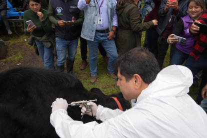 Un veterinario aplica la vacuna contra la aftosa.