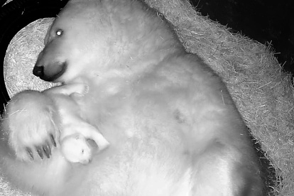 AME430. SAO PAULO (BRASIL), 15/02/2025.- Fotografía cedida por el Acuario de Sao Paulo, que muestra a la osezna polar Nur, hija de Aurora y Peregrino, una pareja de osos rusos que convive desde hace 10 años en el acuario de São Paulo (Brasil). El acuario de São Paulo tiene una nueva huésped con Nur, la primera osezna polar nacida en Brasil y en América Latina. EFE/Acuario de São Paulo /SOLO USO EDITORIAL NO VENTAS/SOLO DISPONIBLE PARA ILUSTRAR LA NOTICIA QUE ACOMPAÑA (CRÉDITO OBLIGATORIO)