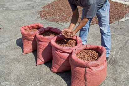 El precio del cacao ecuatoriano se calcula tomando como base el valor de la tonelada con entrega futura en diciembre en la bolsa de Nueva York.